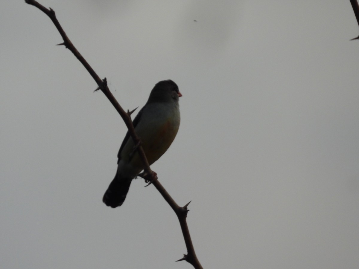 Red Avadavat - Lakshmikant Neve