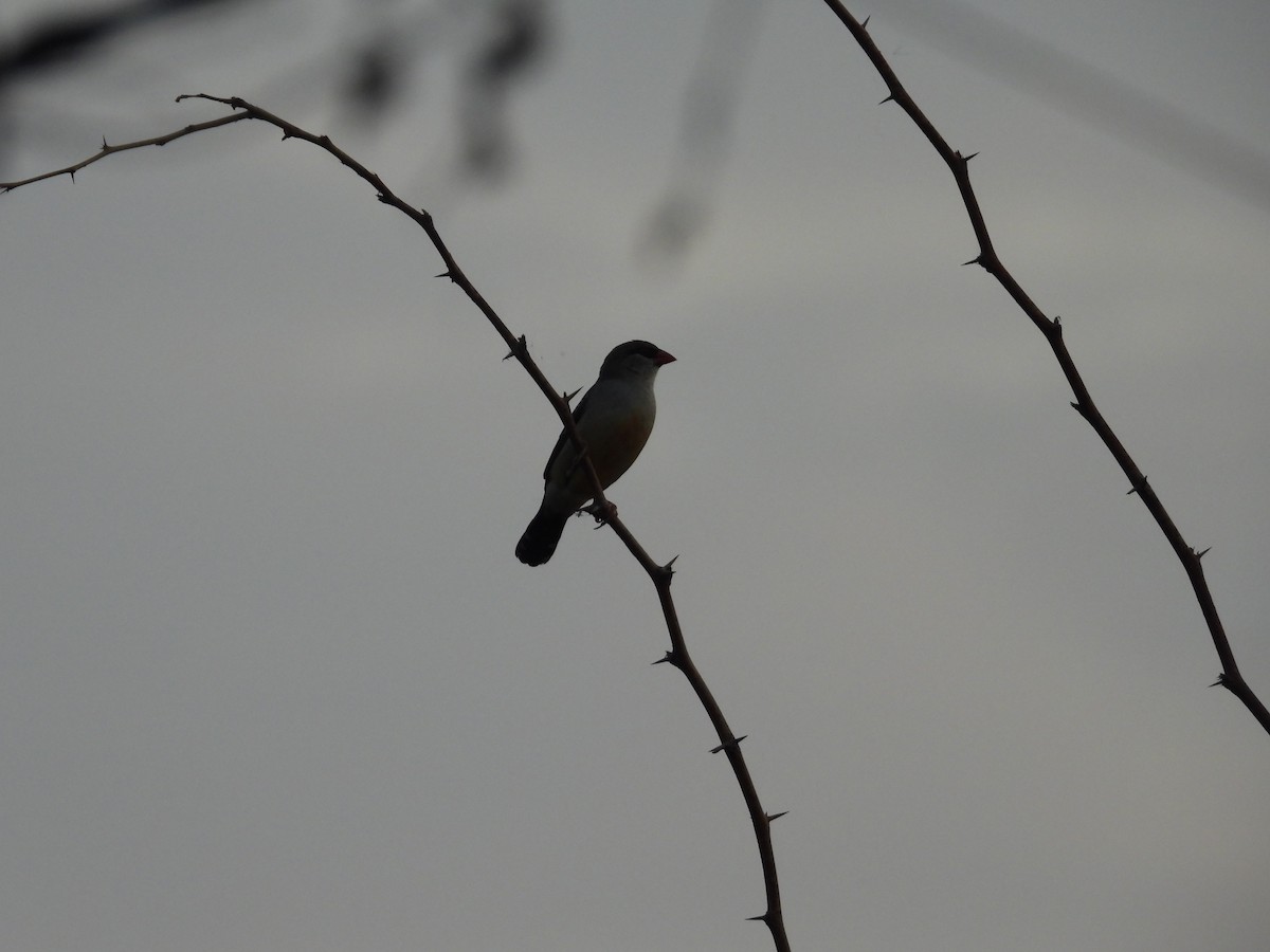 Red Avadavat - Lakshmikant Neve