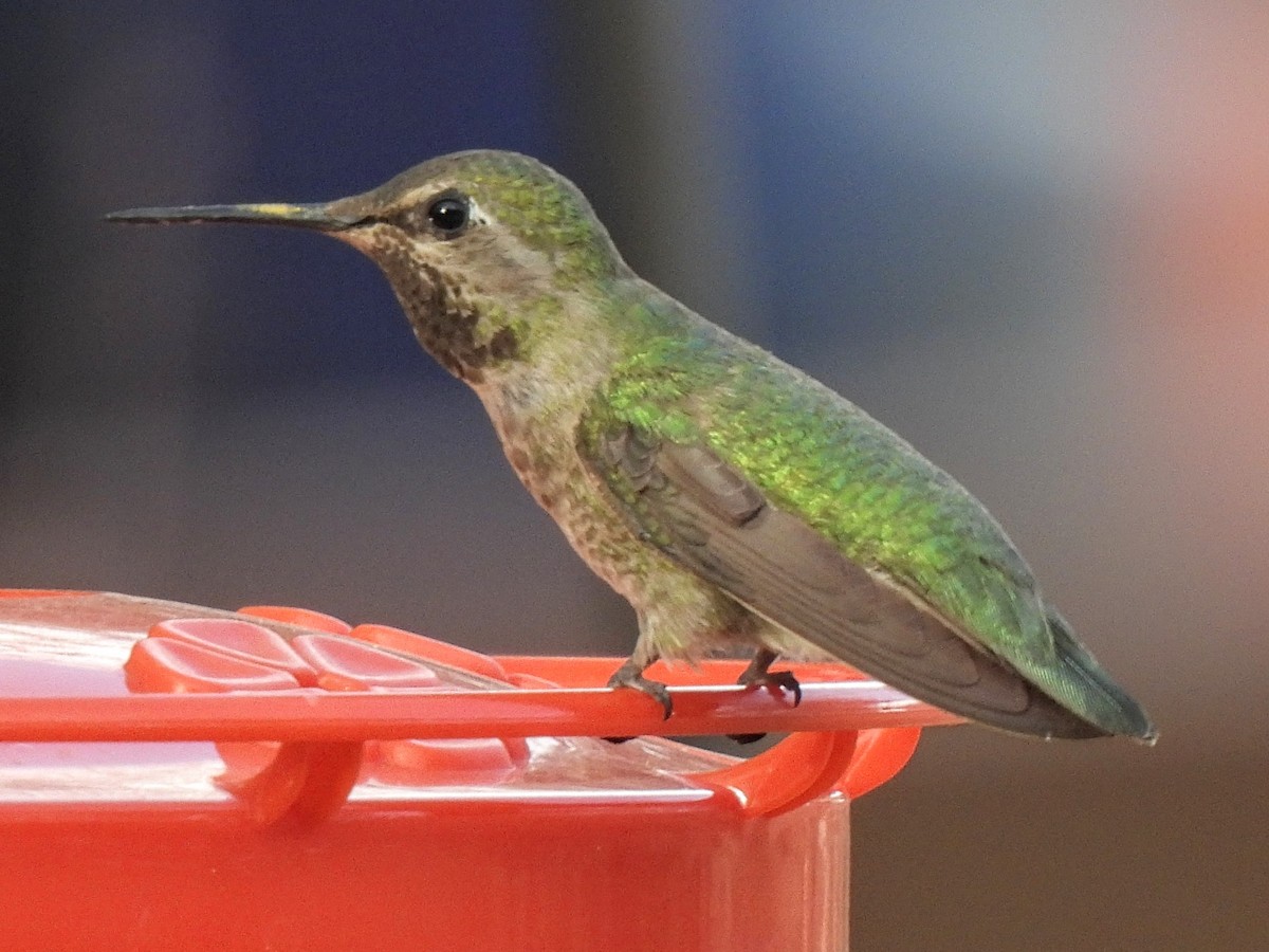 Anna's Hummingbird - ML636293913