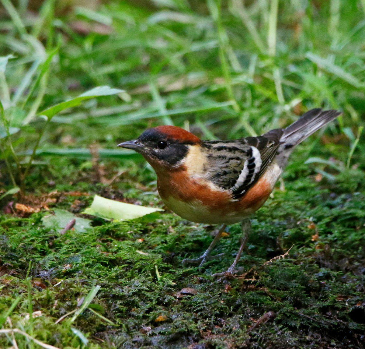 Bay-breasted Warbler - ML636293973