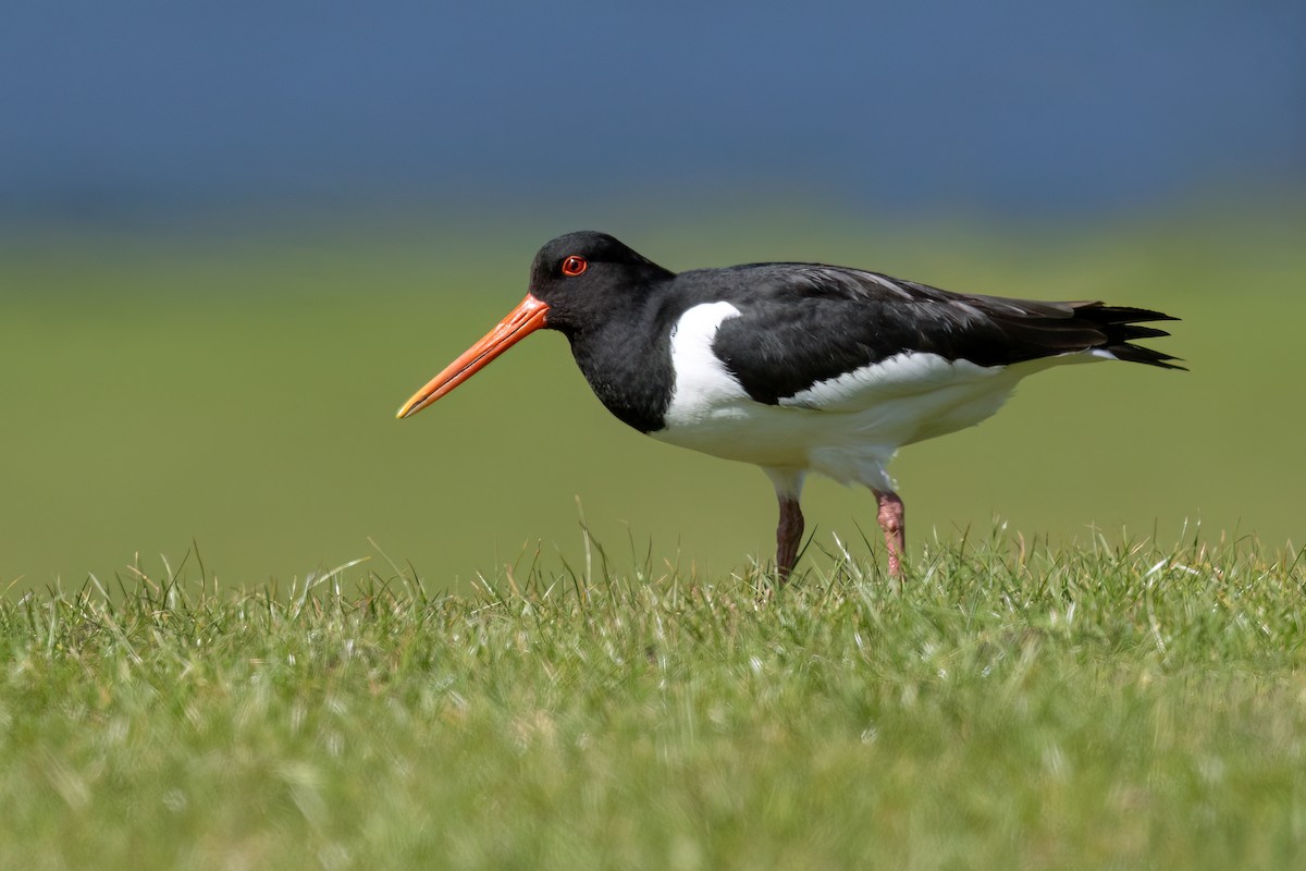 Eurasian Oystercatcher (Western) - ML636294111