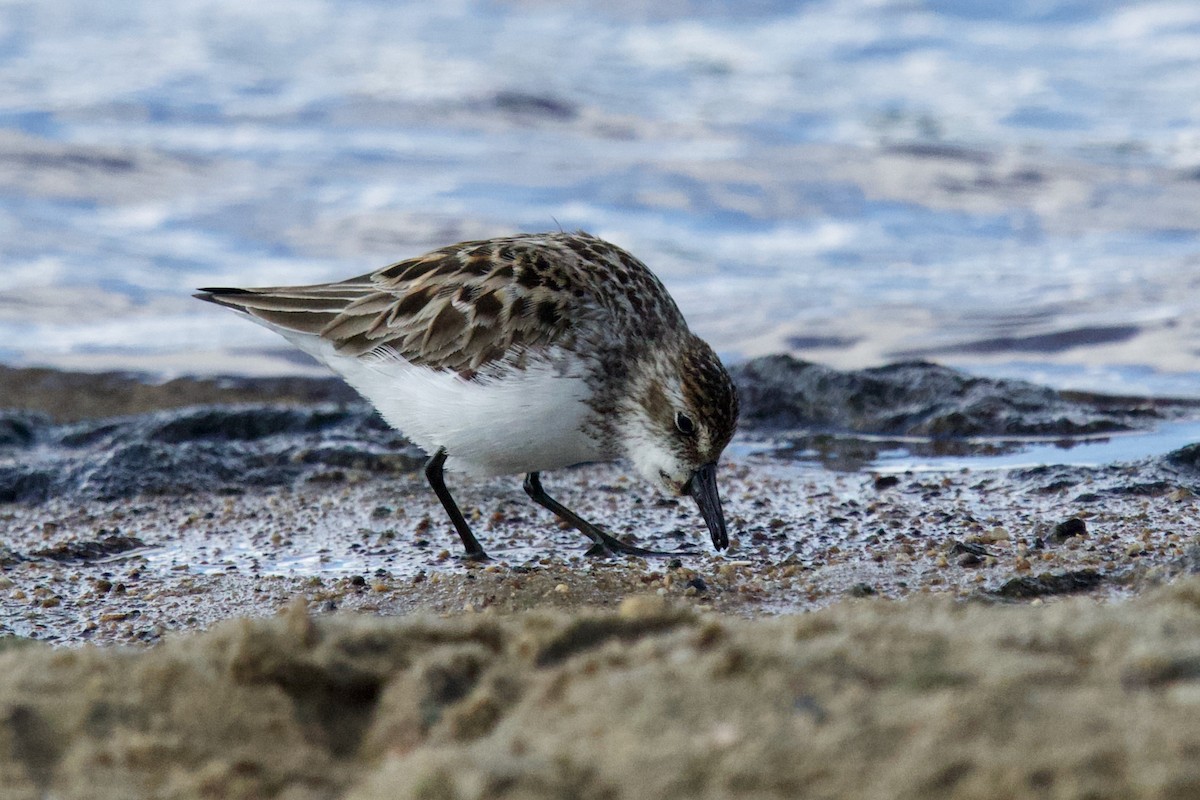 Semipalmated Sandpiper - ML636294116
