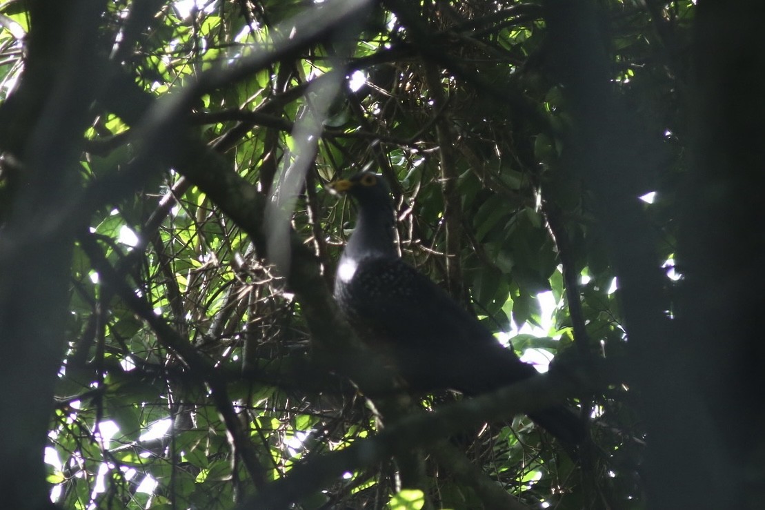 Rameron Pigeon - ML636294118