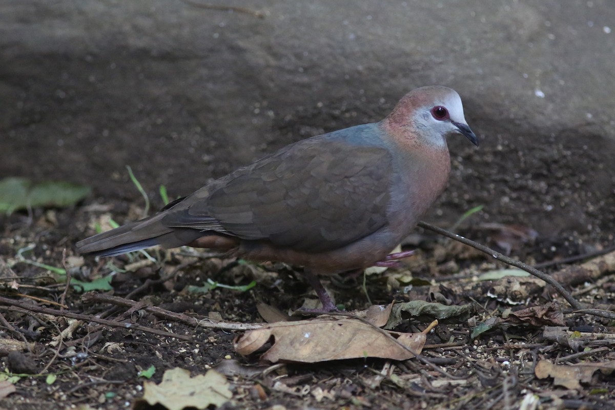 Lemon Dove - ML636294120