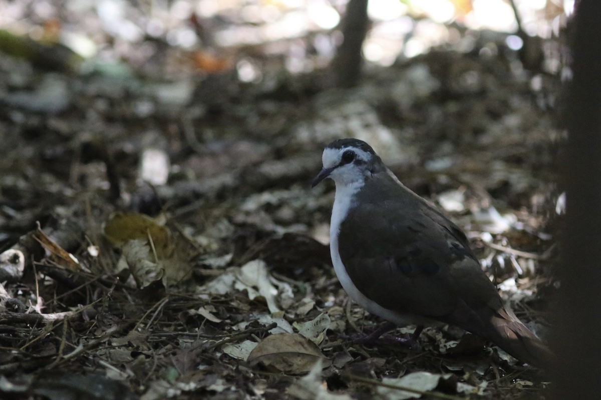Tambourine Dove - ML636294121