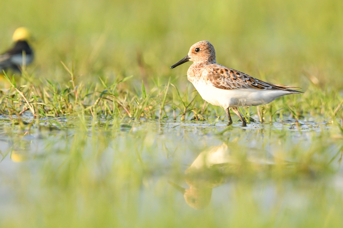 Sanderling - ML636294181