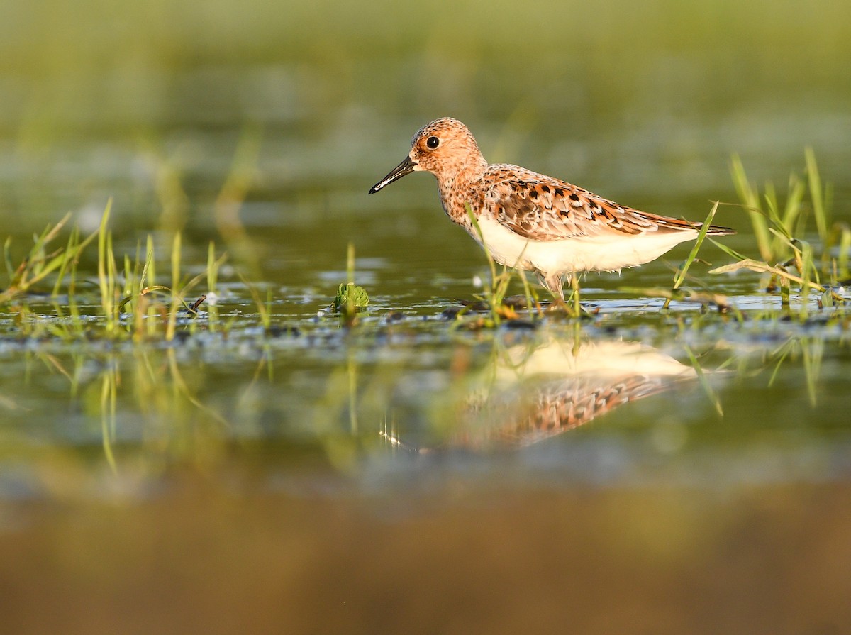 Sanderling - ML636294182