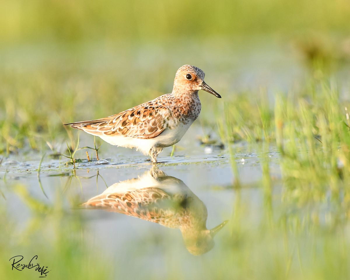 Sanderling - ML636294183