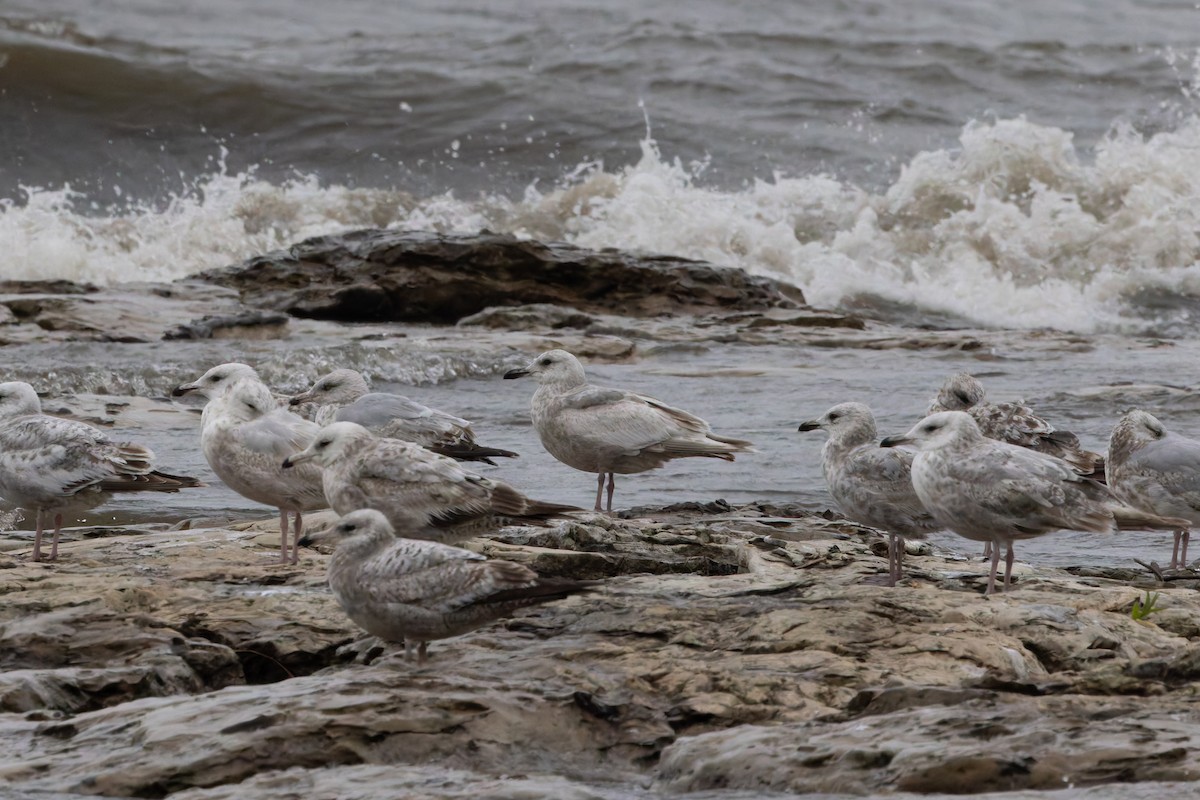 gull sp. - ML636294185