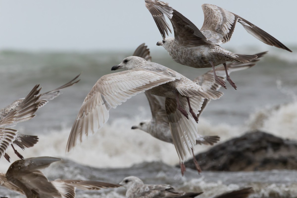 gull sp. - ML636294197