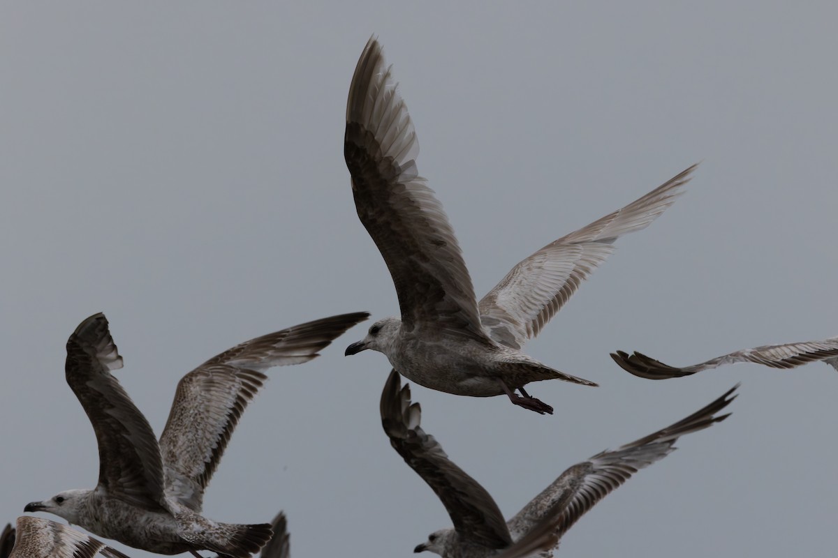 gull sp. - ML636294198