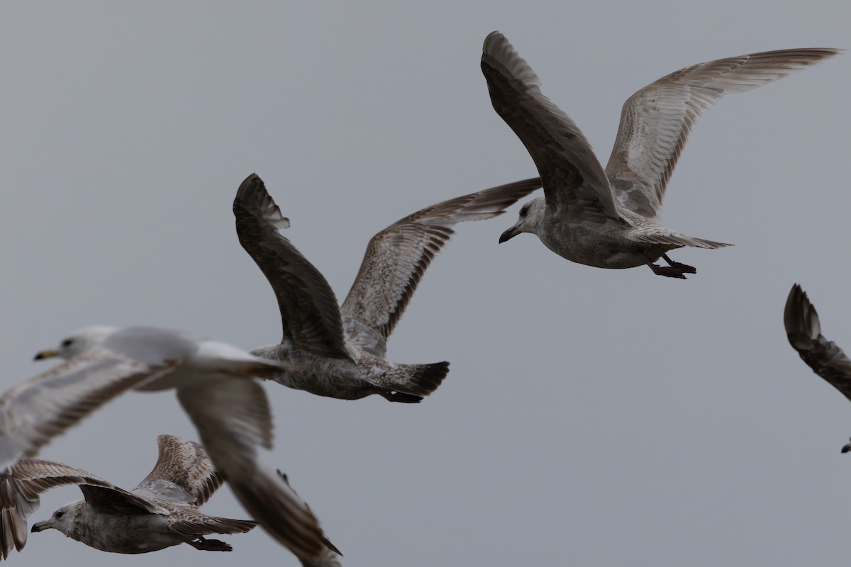 gull sp. - ML636294199