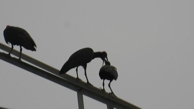 Red-naped Ibis - ML636294270