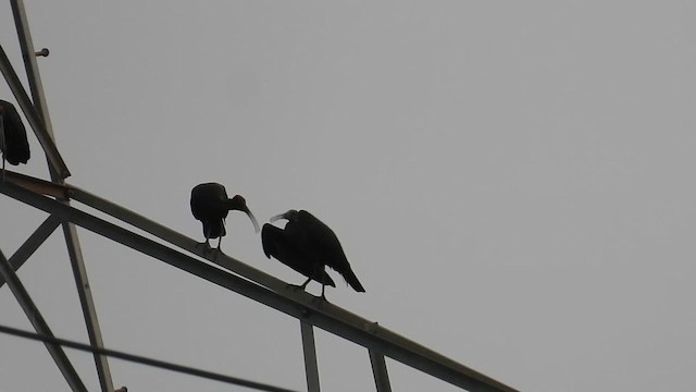 Red-naped Ibis - ML636294274