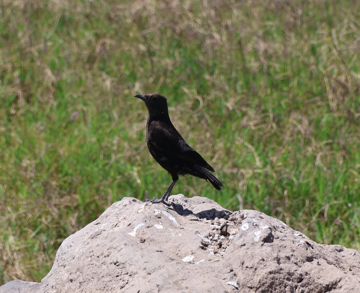 Northern Anteater-Chat - ML636294282