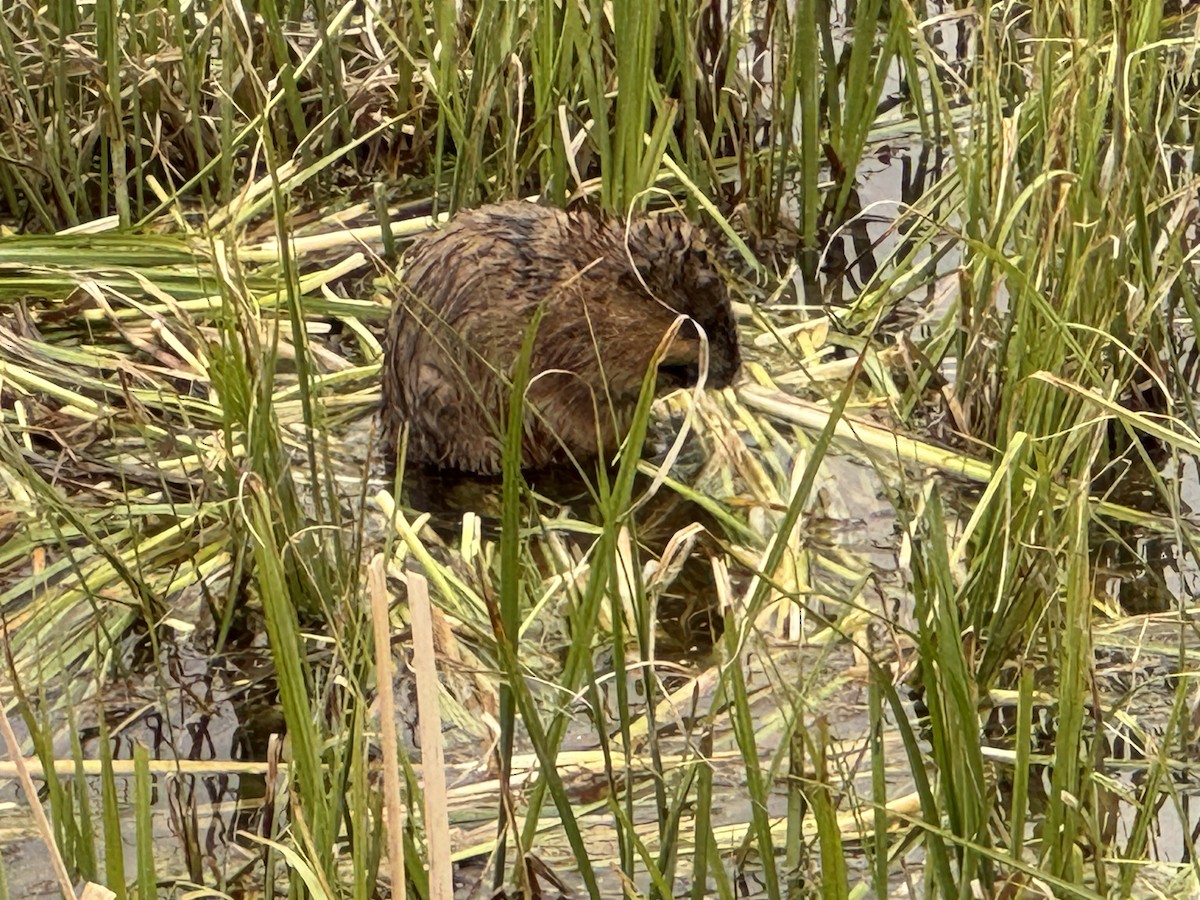 אונדטרה - ML636294331