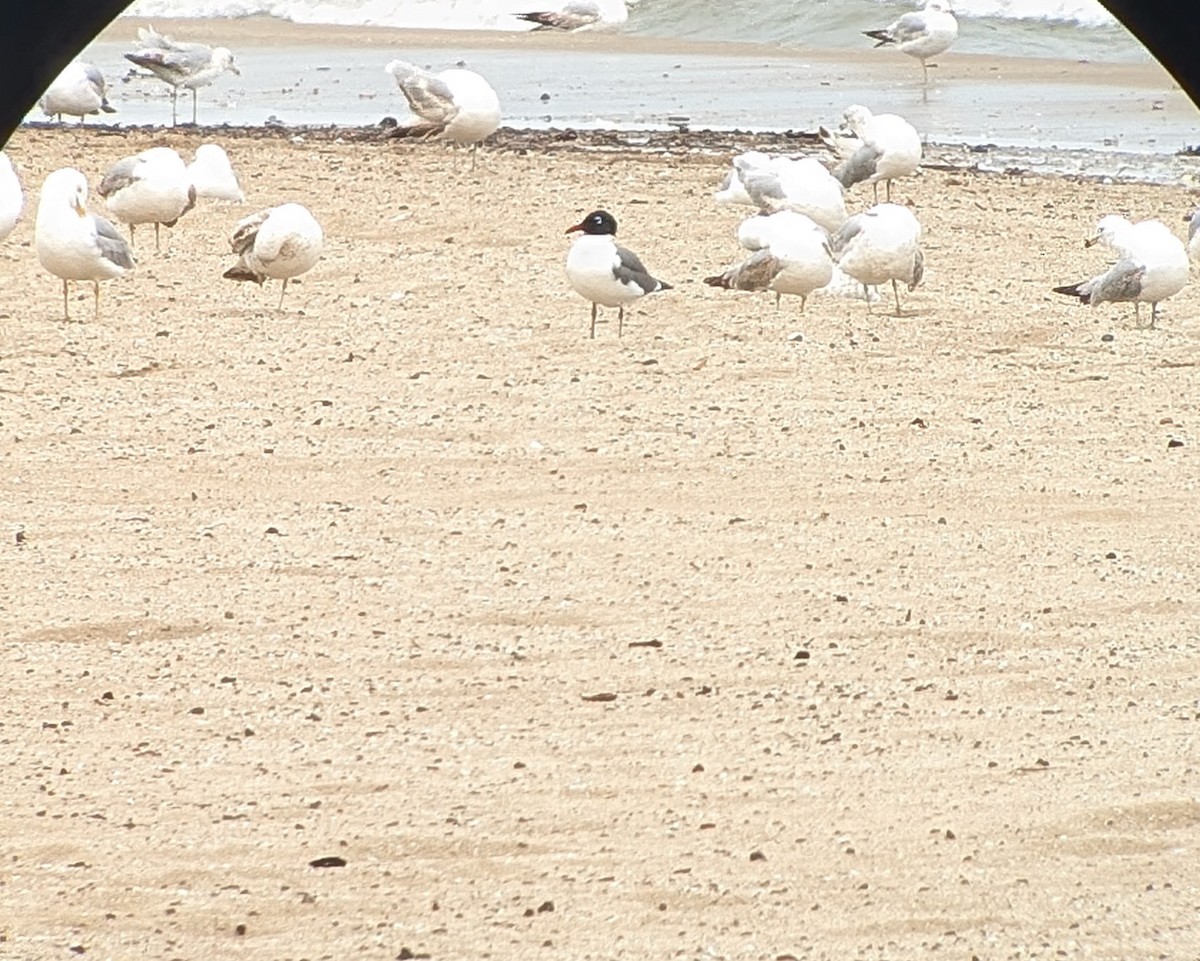 שחף צוחק - ML636294340