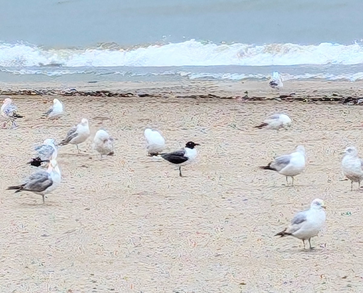 שחף צוחק - ML636294341