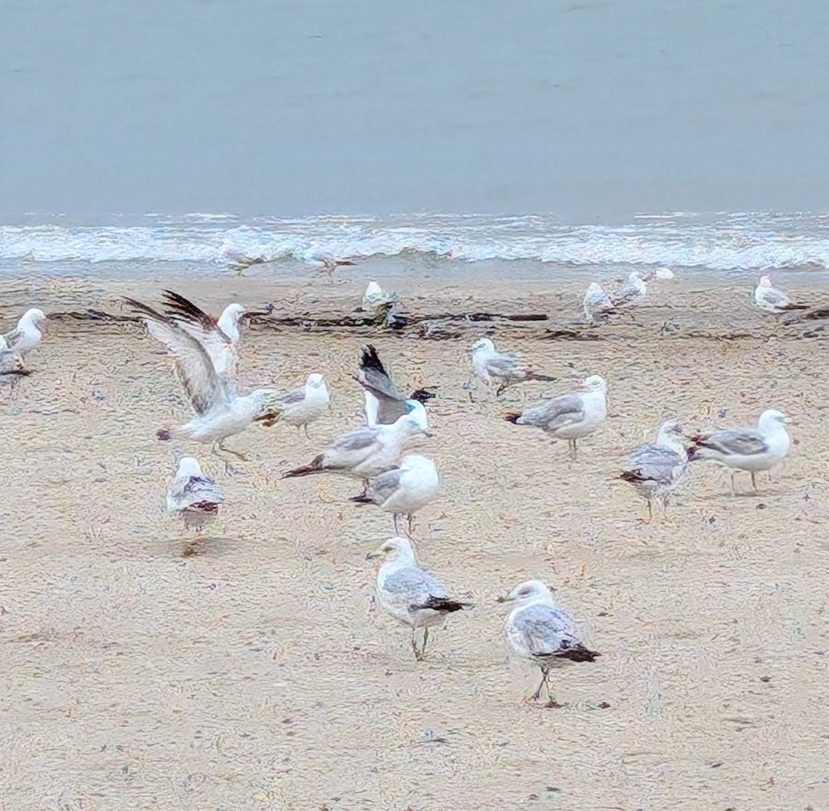 שחף צוחק - ML636294342