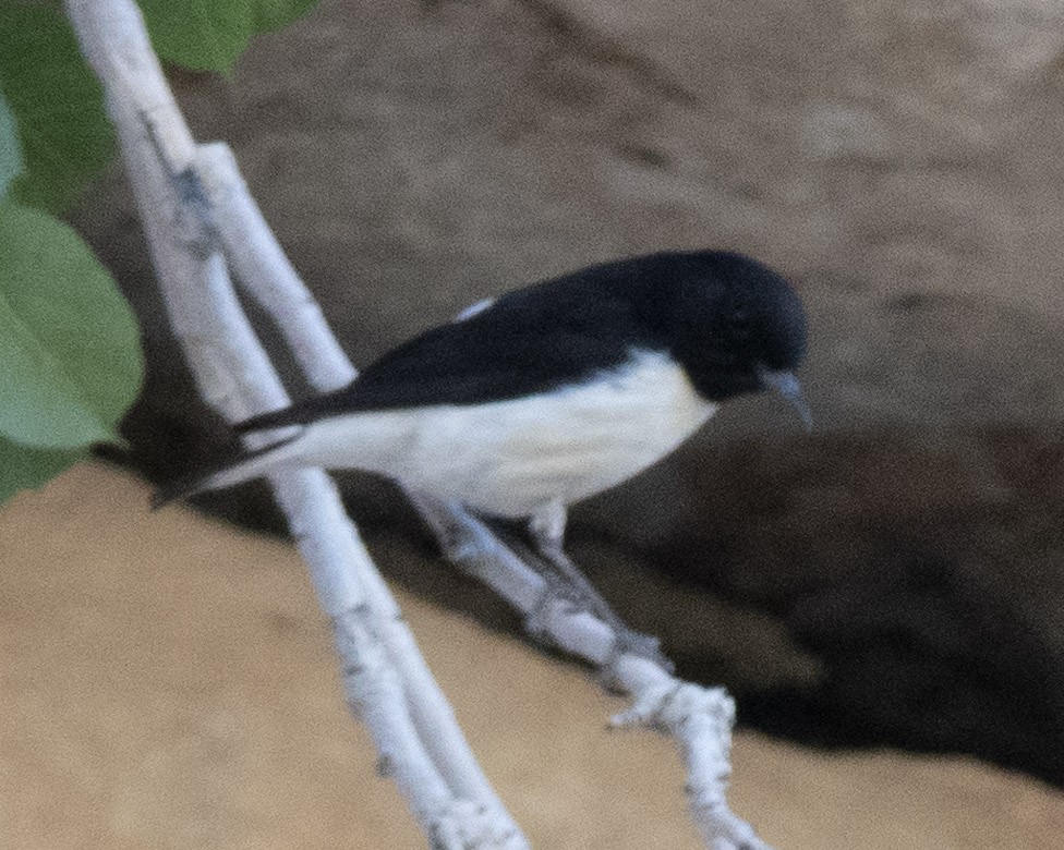 Hume's Wheatear - ML636294376