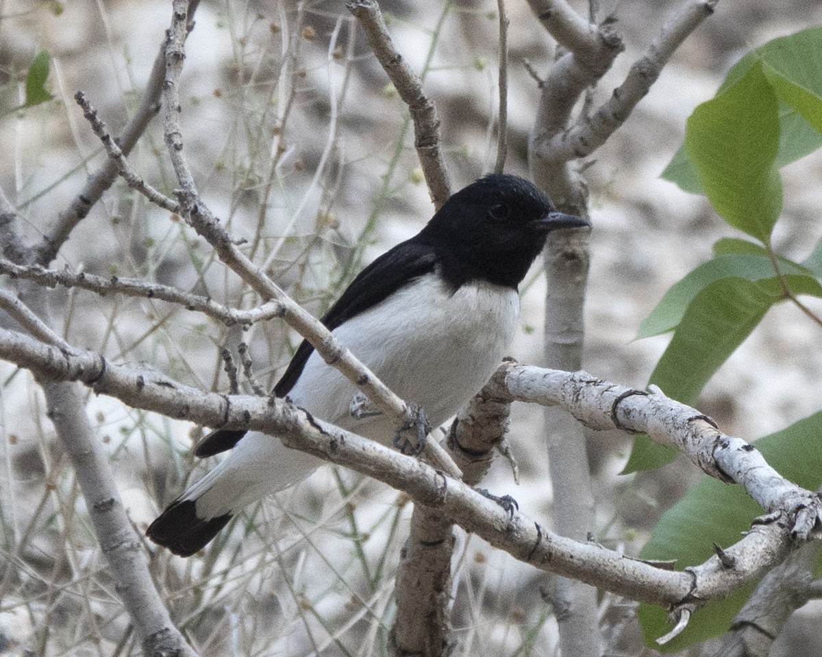 Hume's Wheatear - ML636294377