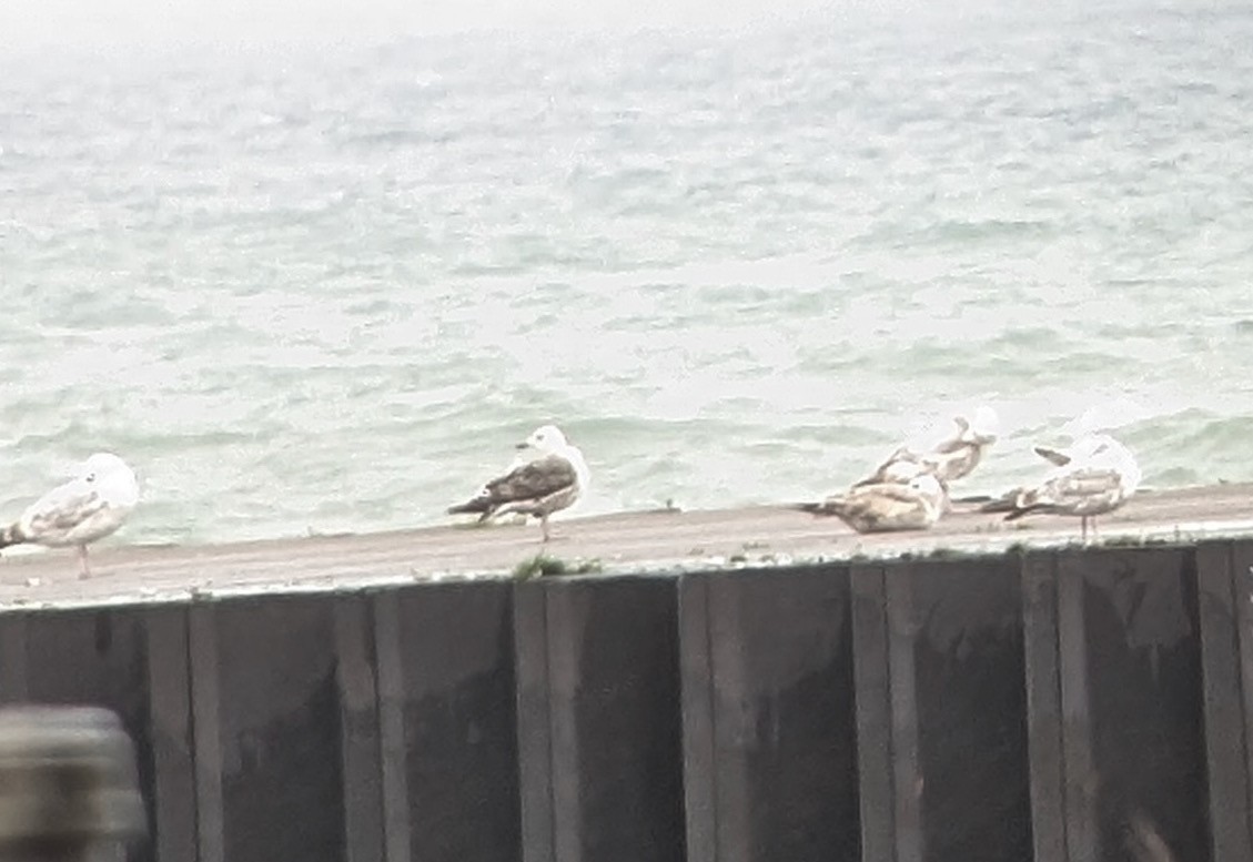 שחף שחור - ML636294388