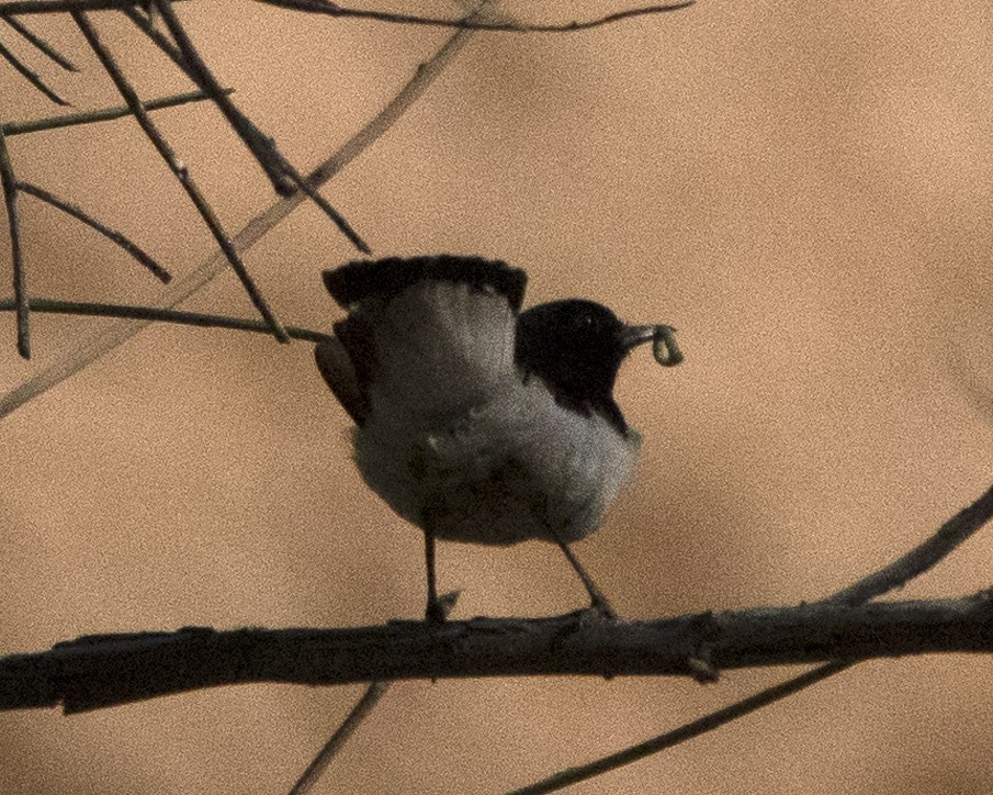 Hume's Wheatear - ML636294410