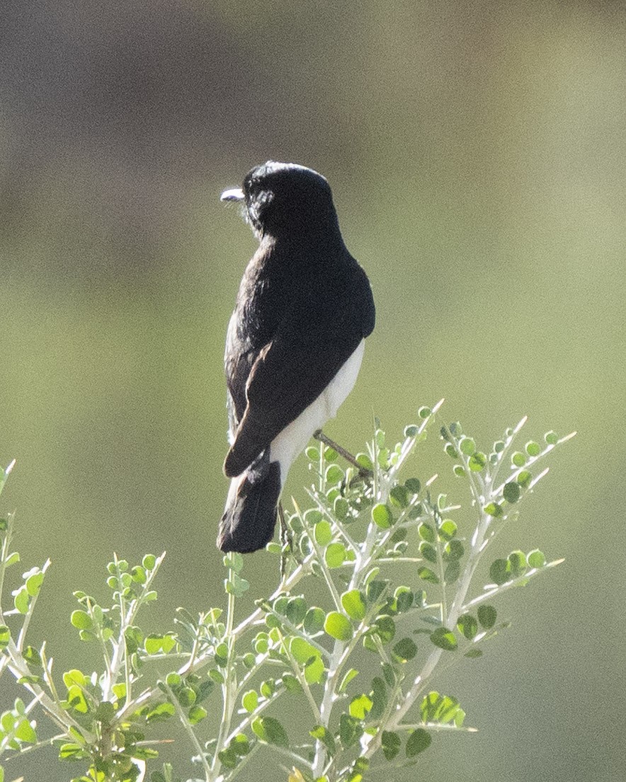 Hume's Wheatear - ML636294411