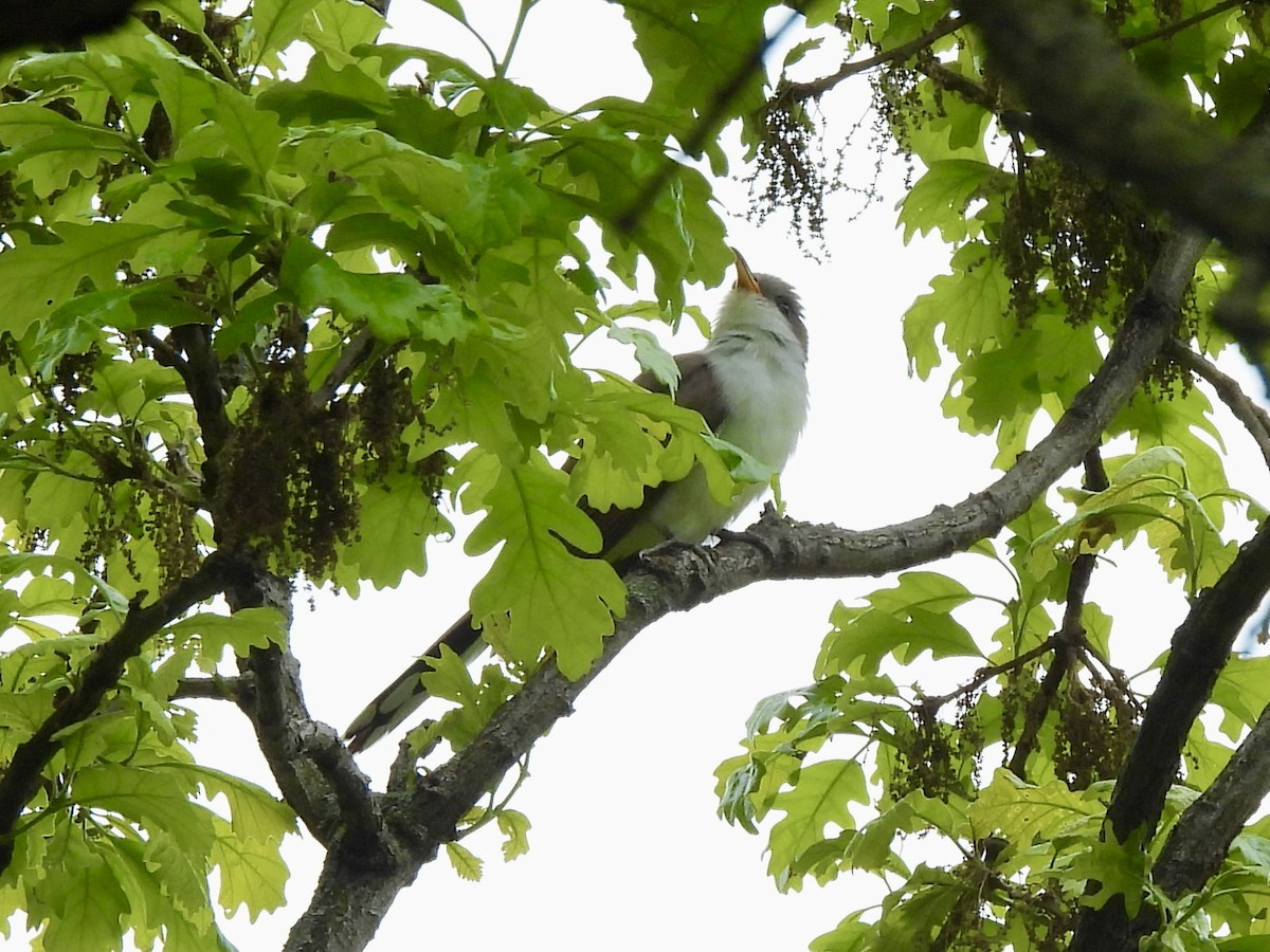 Yellow-billed Cuckoo - ML636294444