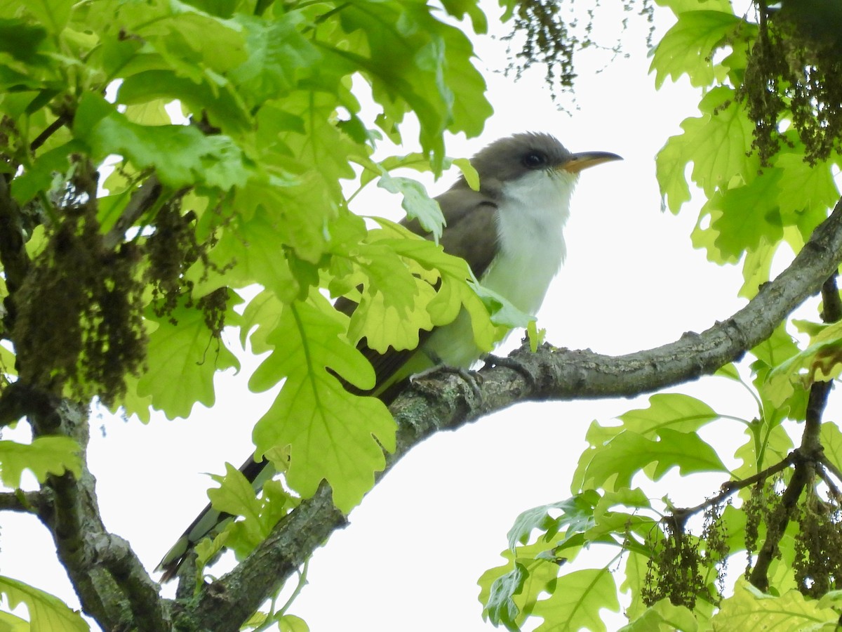 Yellow-billed Cuckoo - ML636294445
