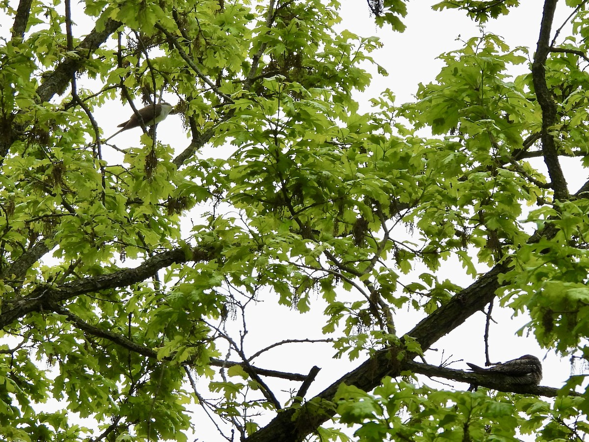 Yellow-billed Cuckoo - ML636294446