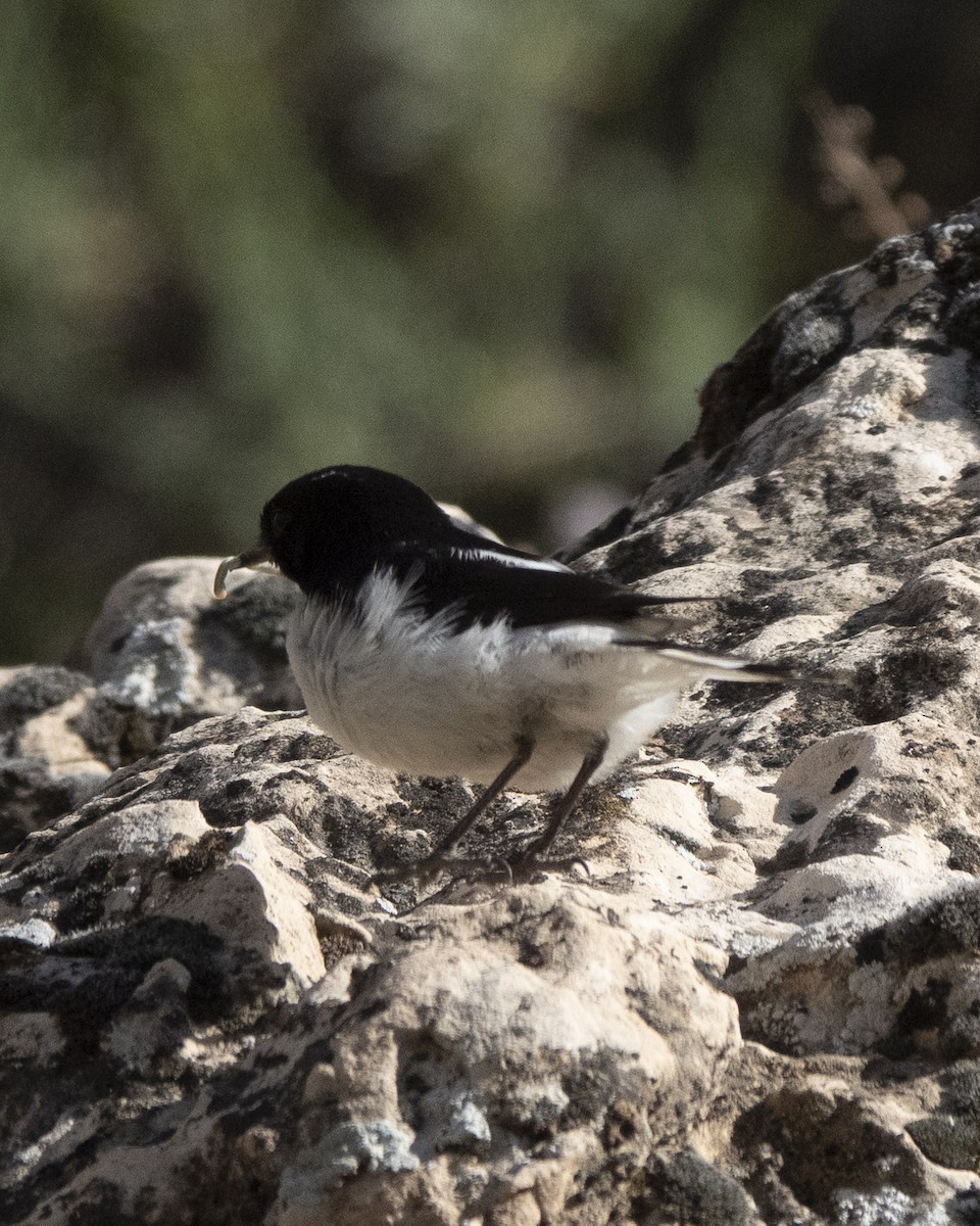 Hume's Wheatear - ML636294448