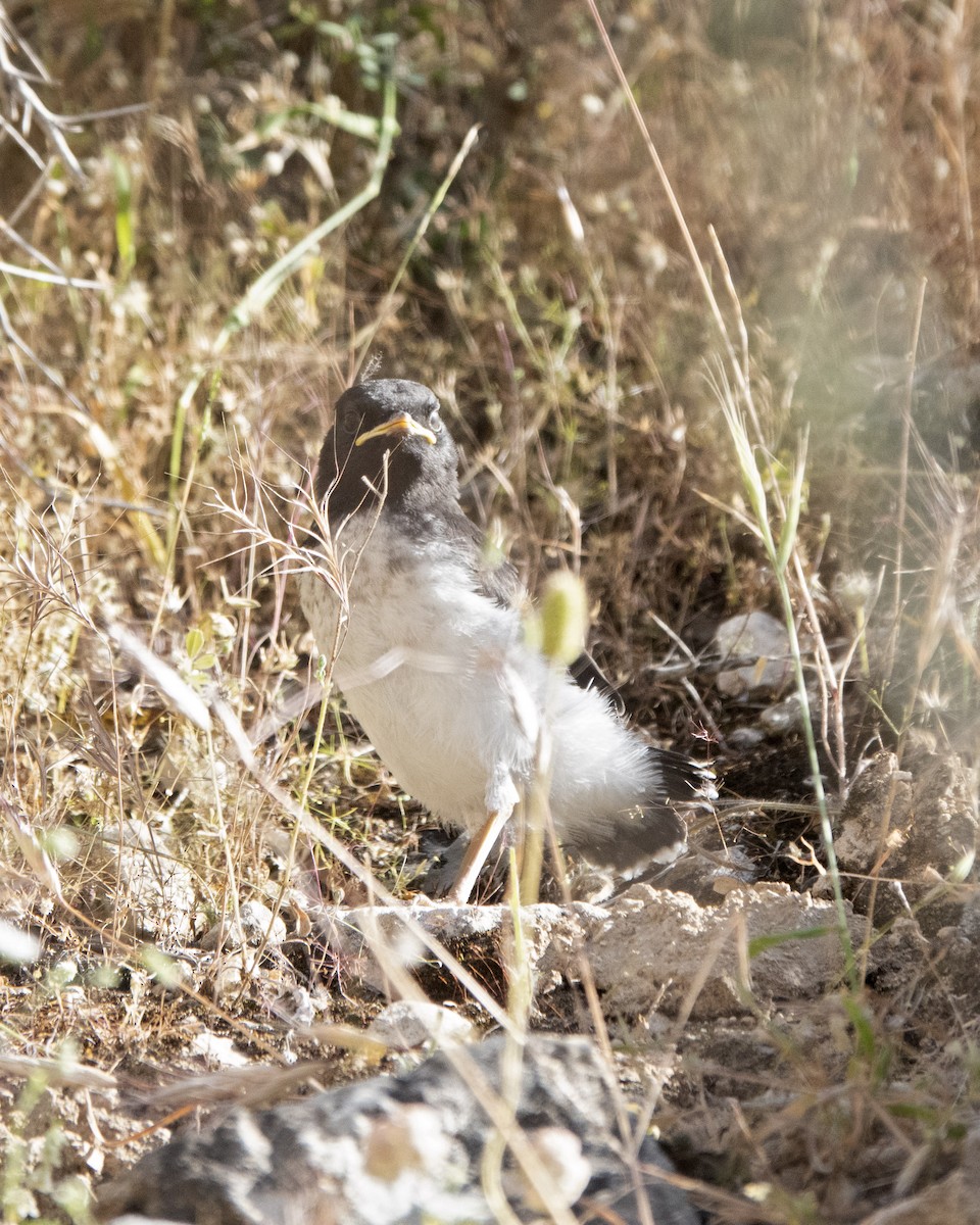 Hume's Wheatear - ML636294449