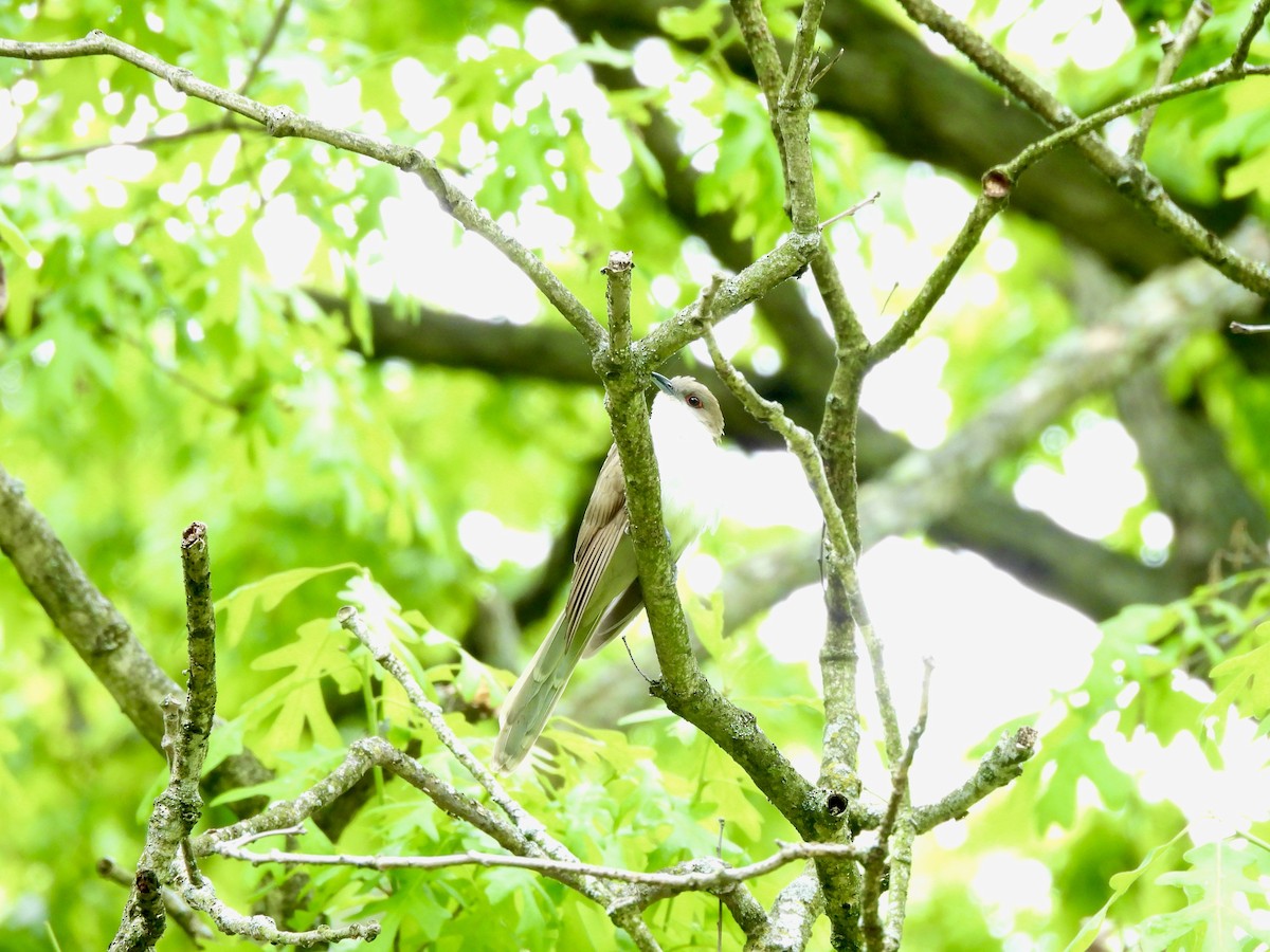 Black-billed Cuckoo - ML636294471
