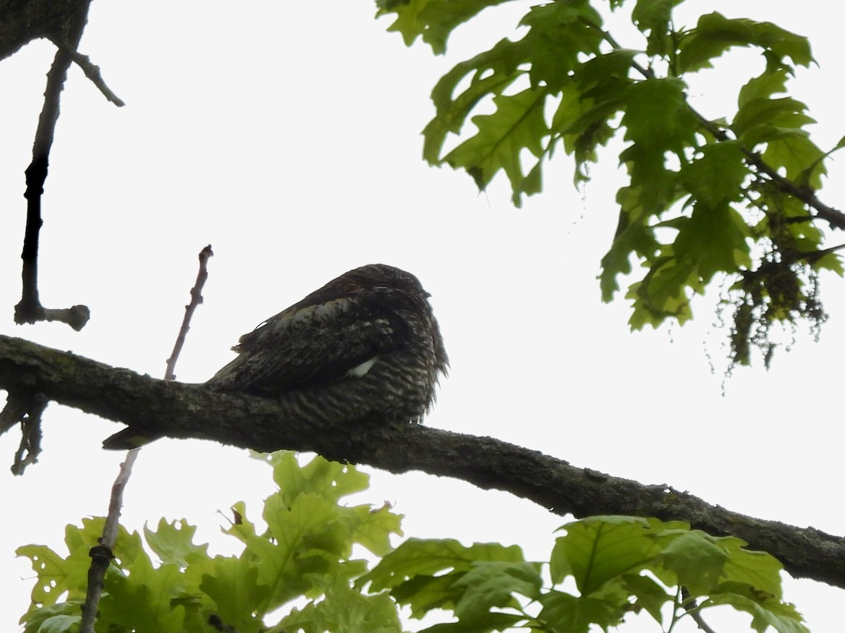 Common Nighthawk - ML636294481