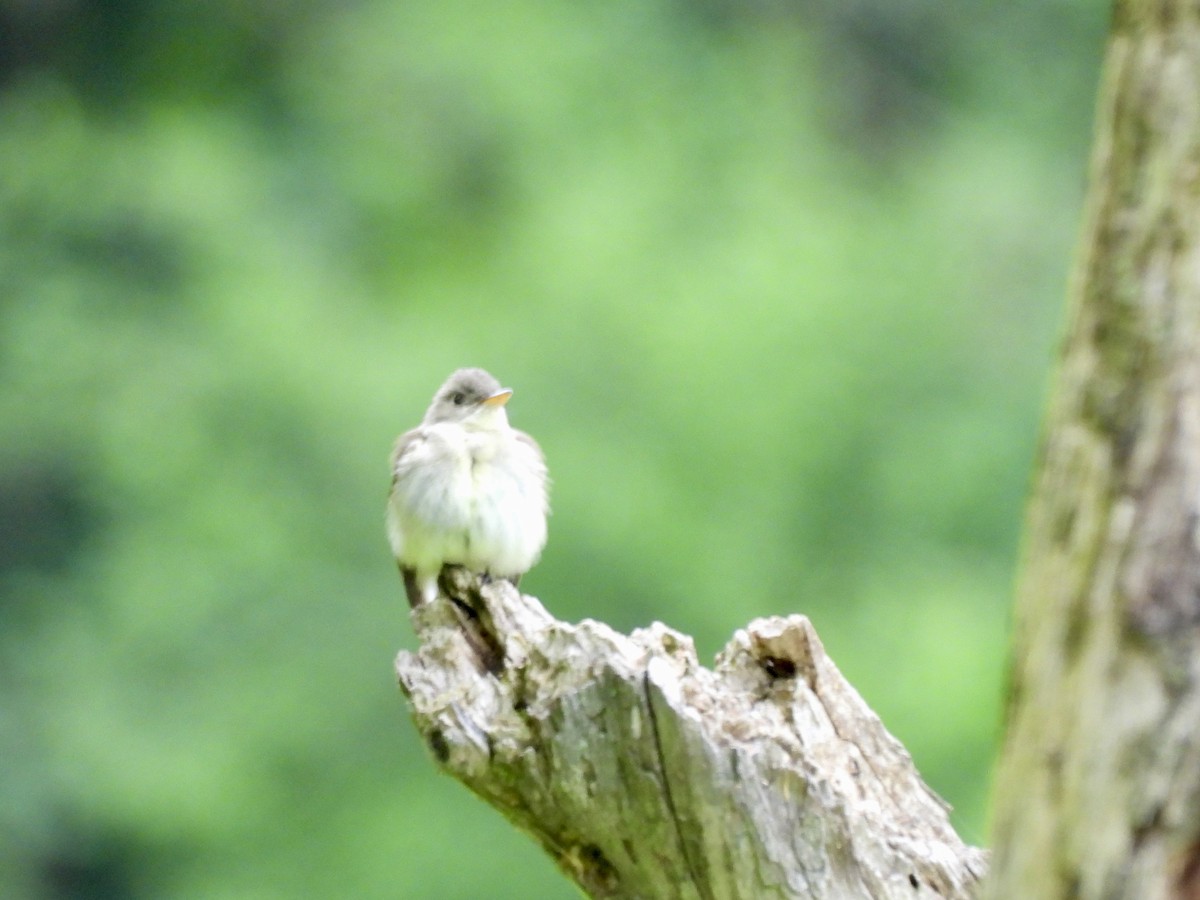 Eastern Wood-Pewee - ML636294484