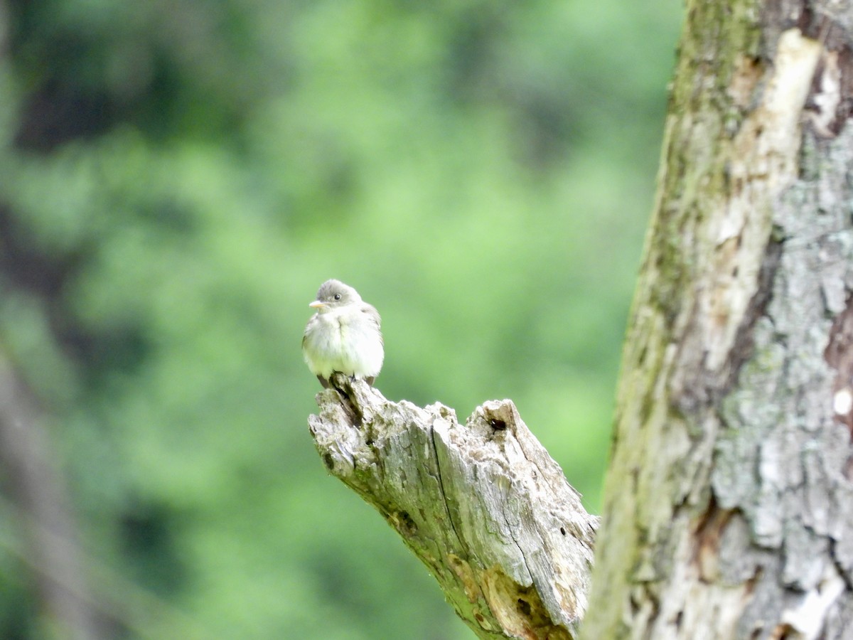 Eastern Wood-Pewee - ML636294485