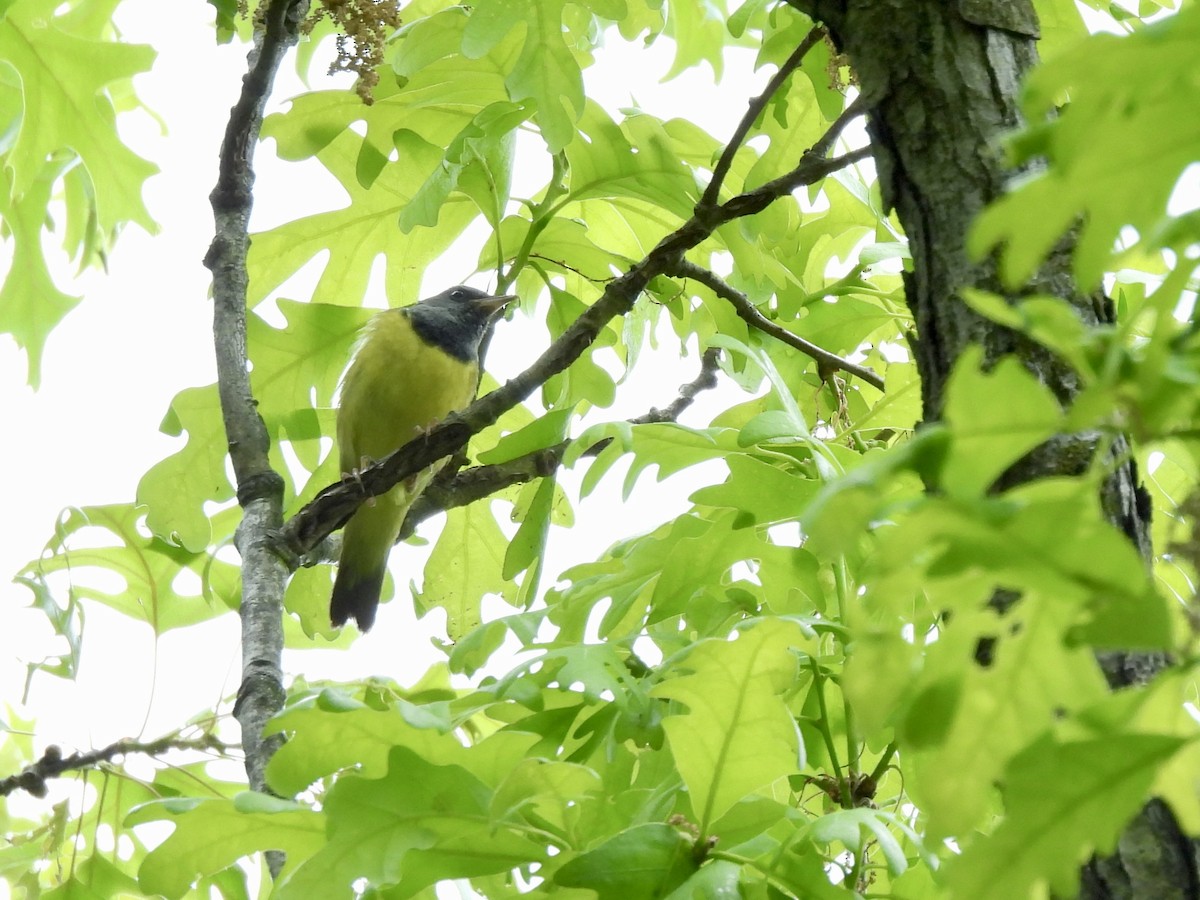 Mourning Warbler - ML636294500