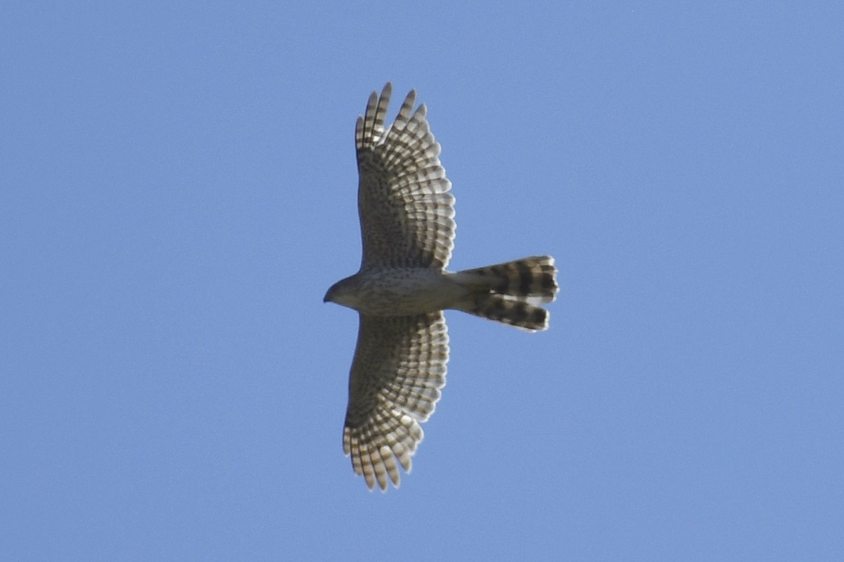 Cooper's Hawk - ML636294515
