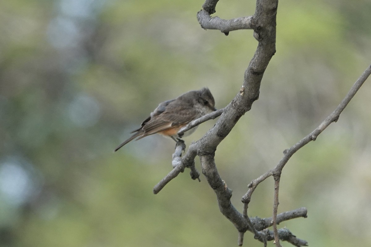 Vermilion Flycatcher - ML636294530