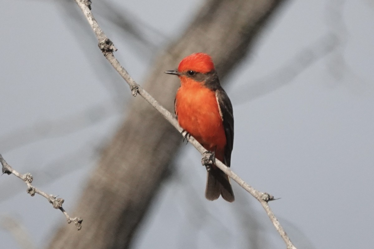 Vermilion Flycatcher - ML636294562