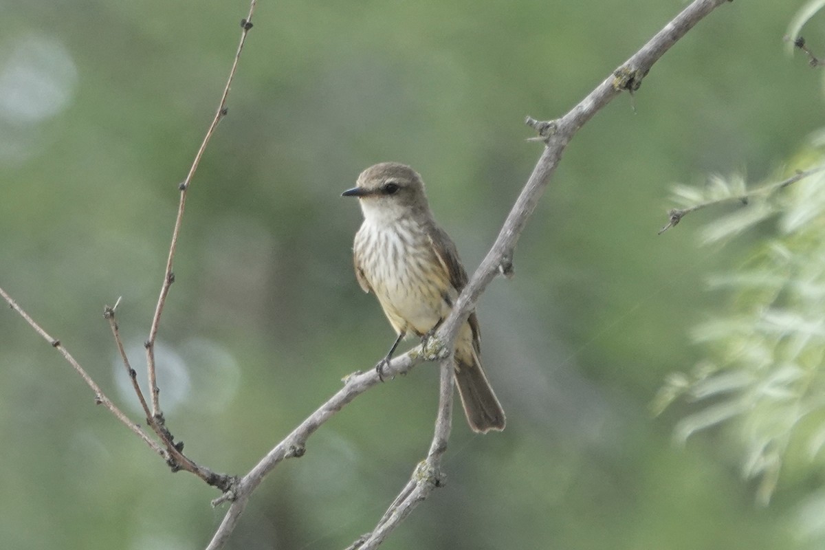 Vermilion Flycatcher - ML636294595