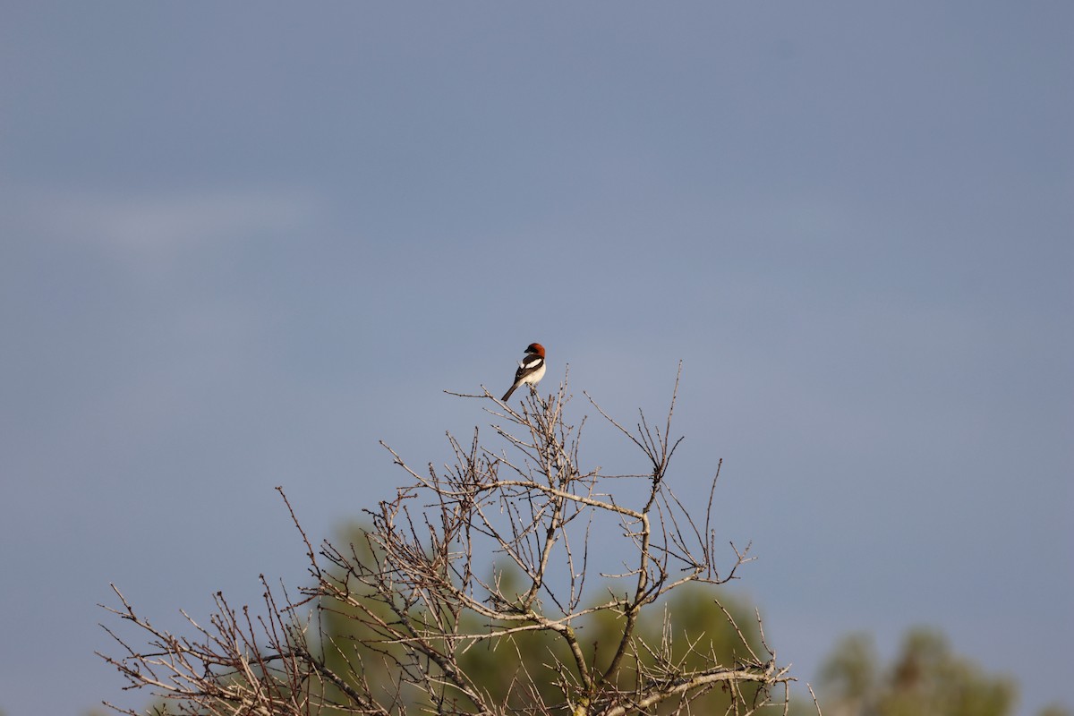 Woodchat Shrike (Balearic) - ML636294603