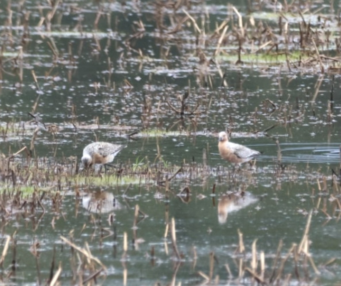 Red Knot - ML636294615