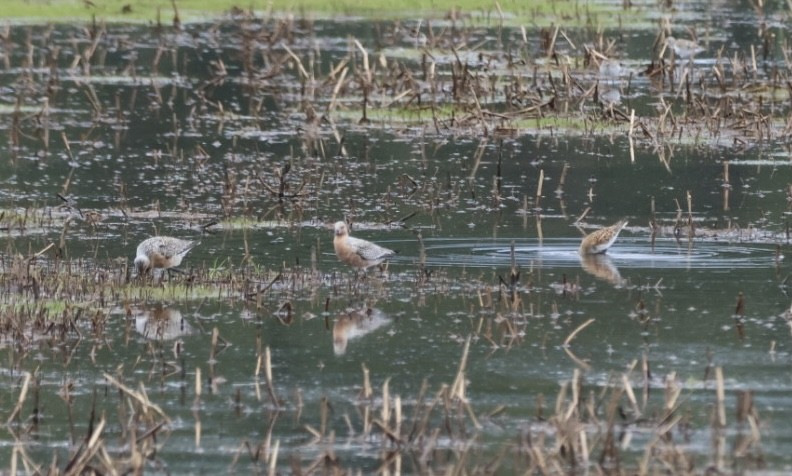 Red Knot - ML636294616