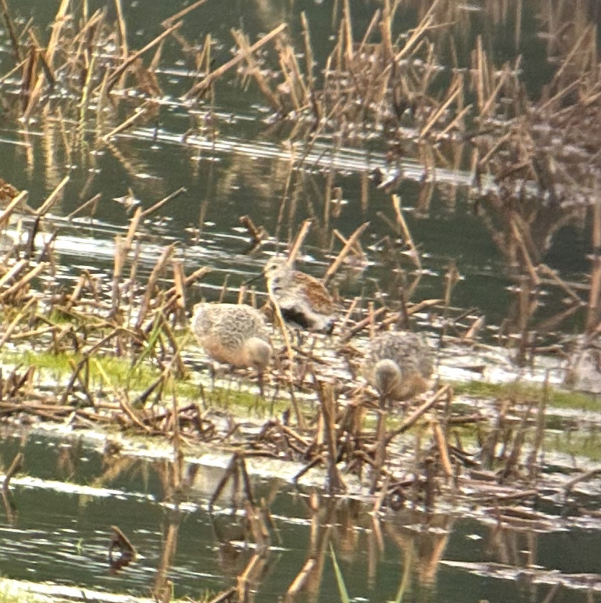 Red Knot - ML636294617