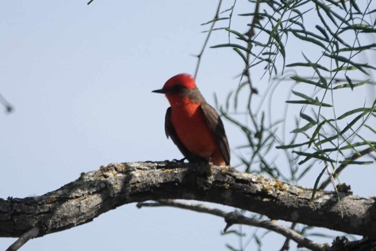Vermilion Flycatcher - ML636294629