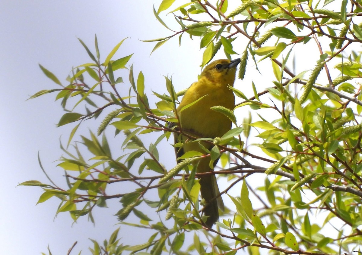 Orchard Oriole - ML636294676