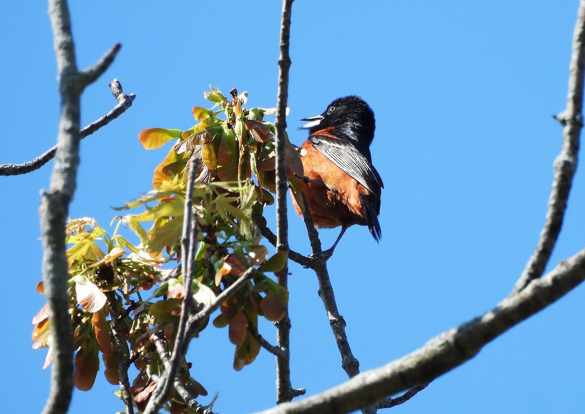 Orchard Oriole - ML636294678