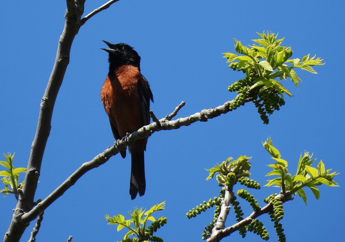 Orchard Oriole - ML636294679
